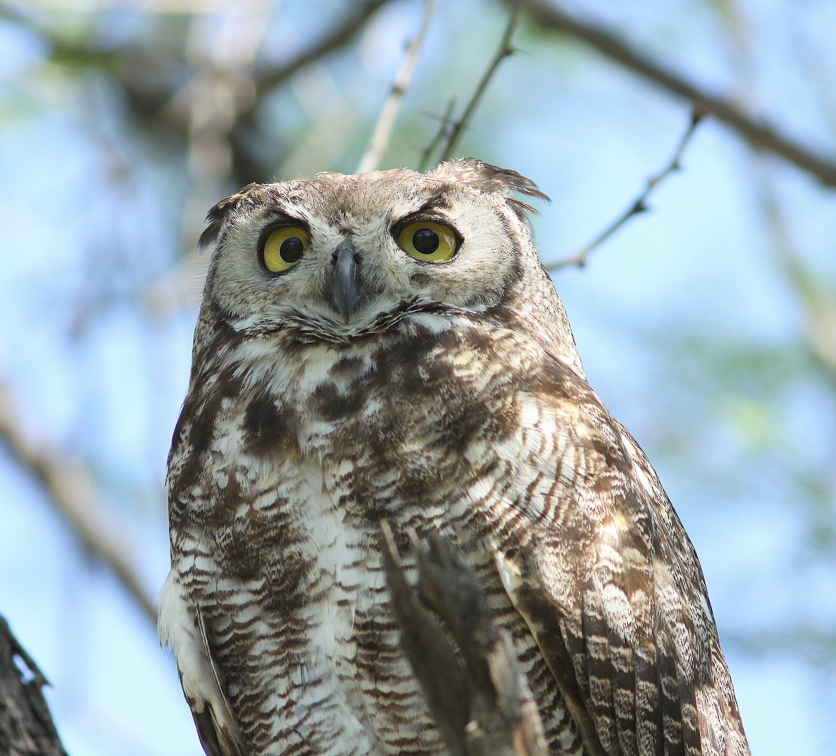 Great Horned Owl - ML29091871