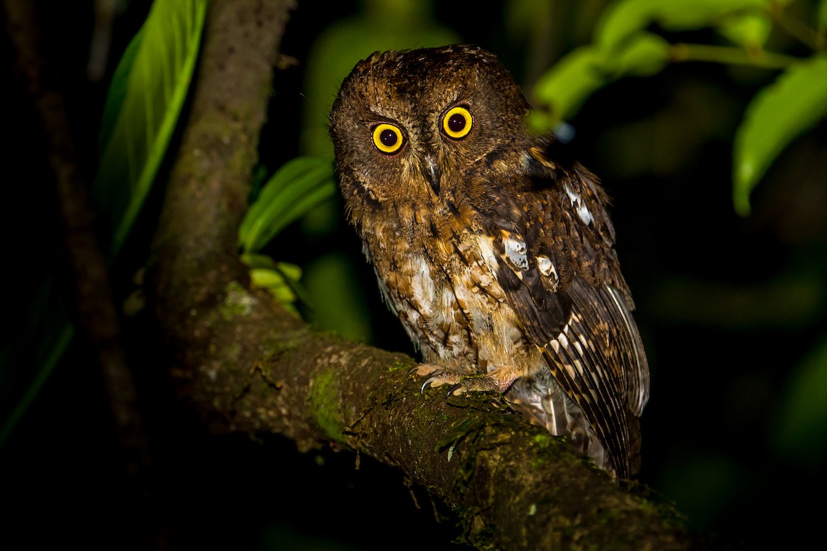 Madagascar Scops-Owl (Rainforest) - ML290921711