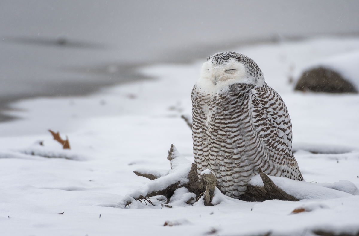 Snowy Owl - Jocelyn  Anderson