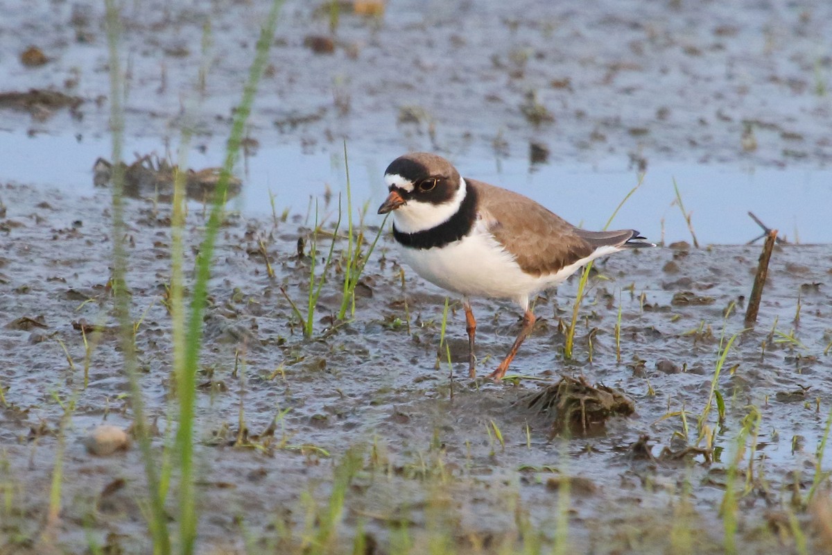 Semipalmated Plover - Jeff Bryant