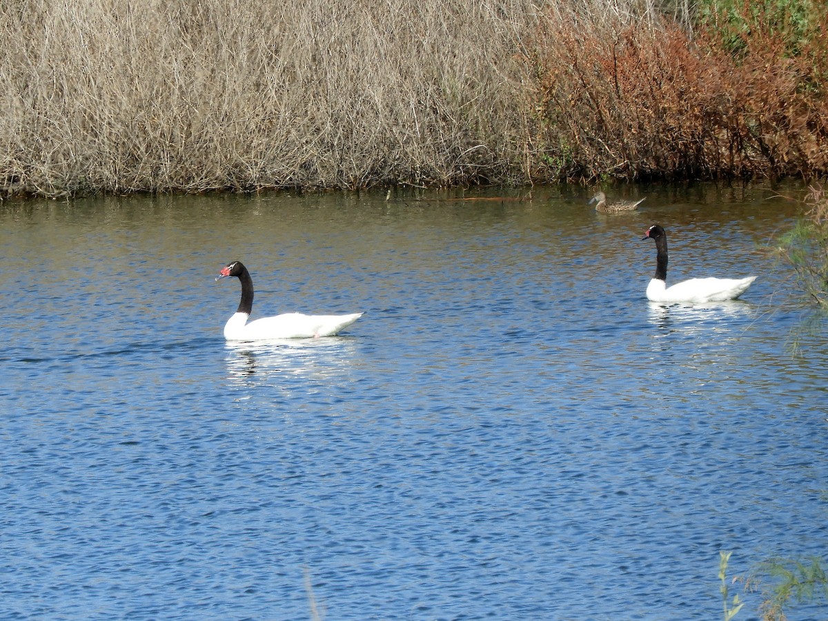 Black-necked Swan - ML290927531