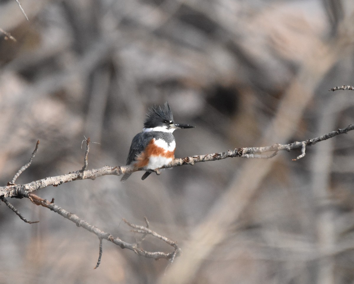 Belted Kingfisher - ML290930511
