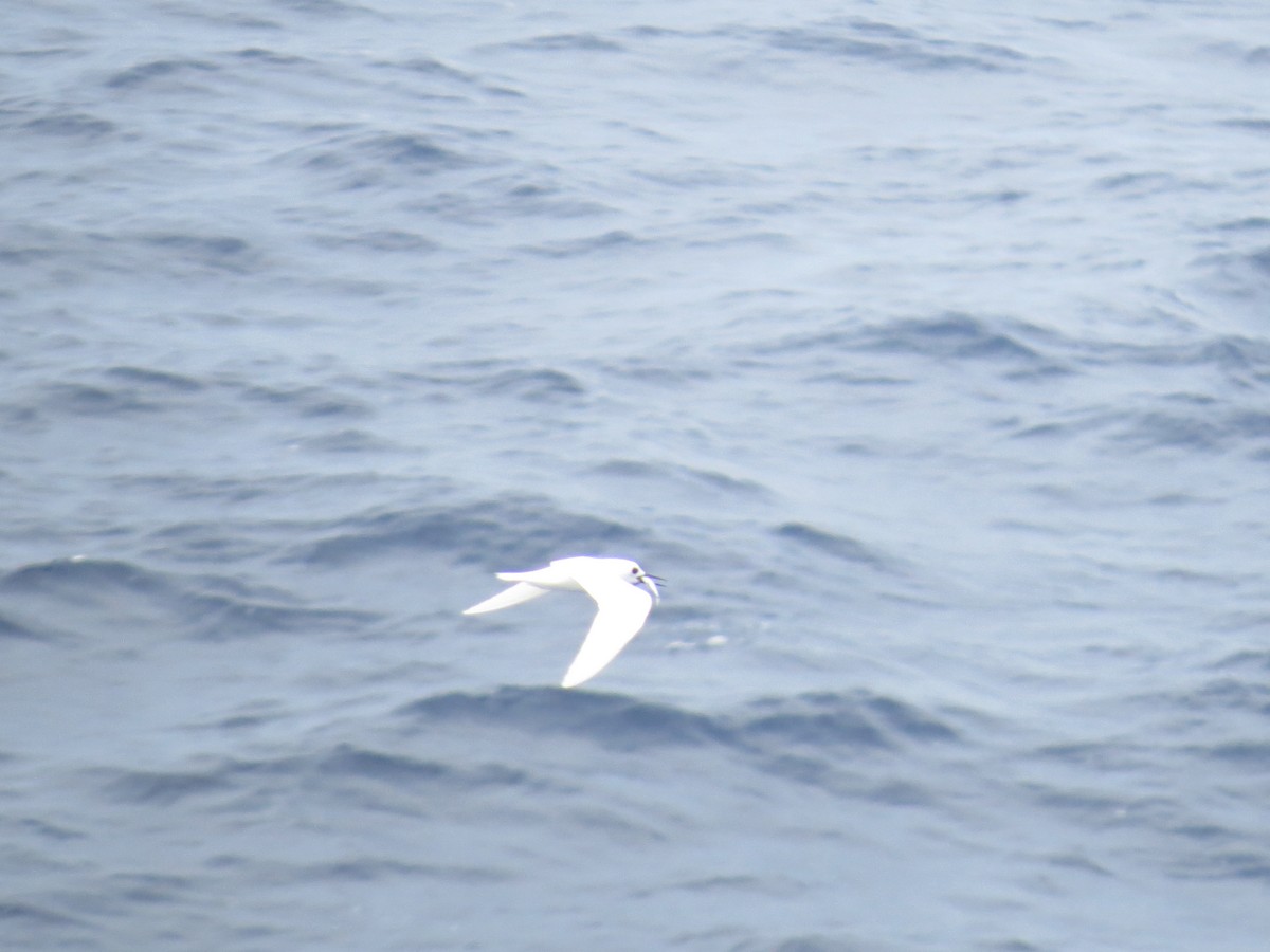 White Tern - ML29093161