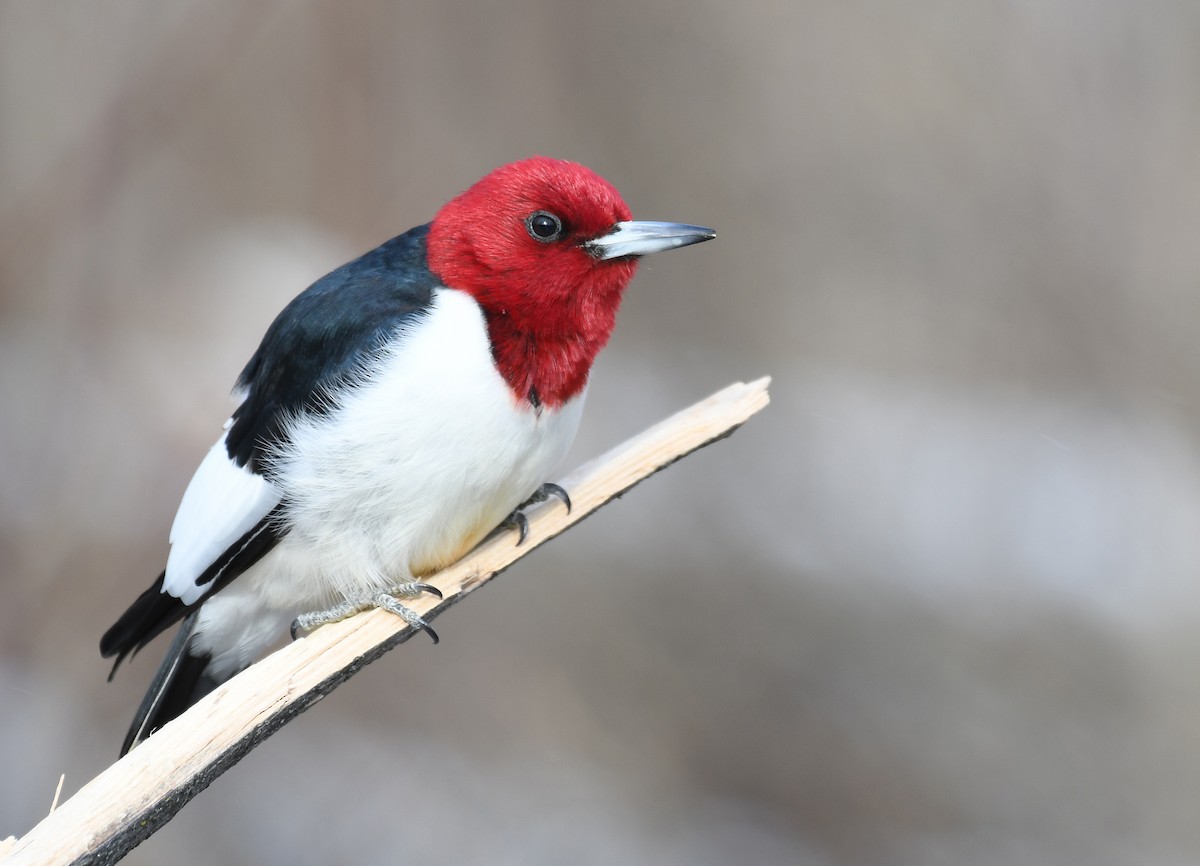 Red-headed Woodpecker - ML290932371