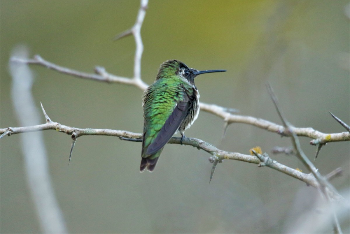 Anna's Hummingbird - FELIPE SAN MARTIN