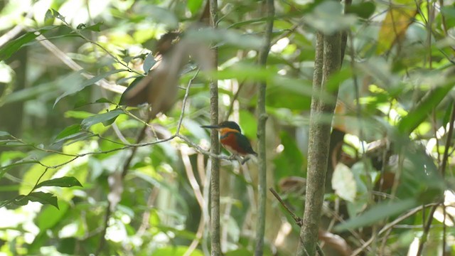 American Pygmy Kingfisher - ML290940031