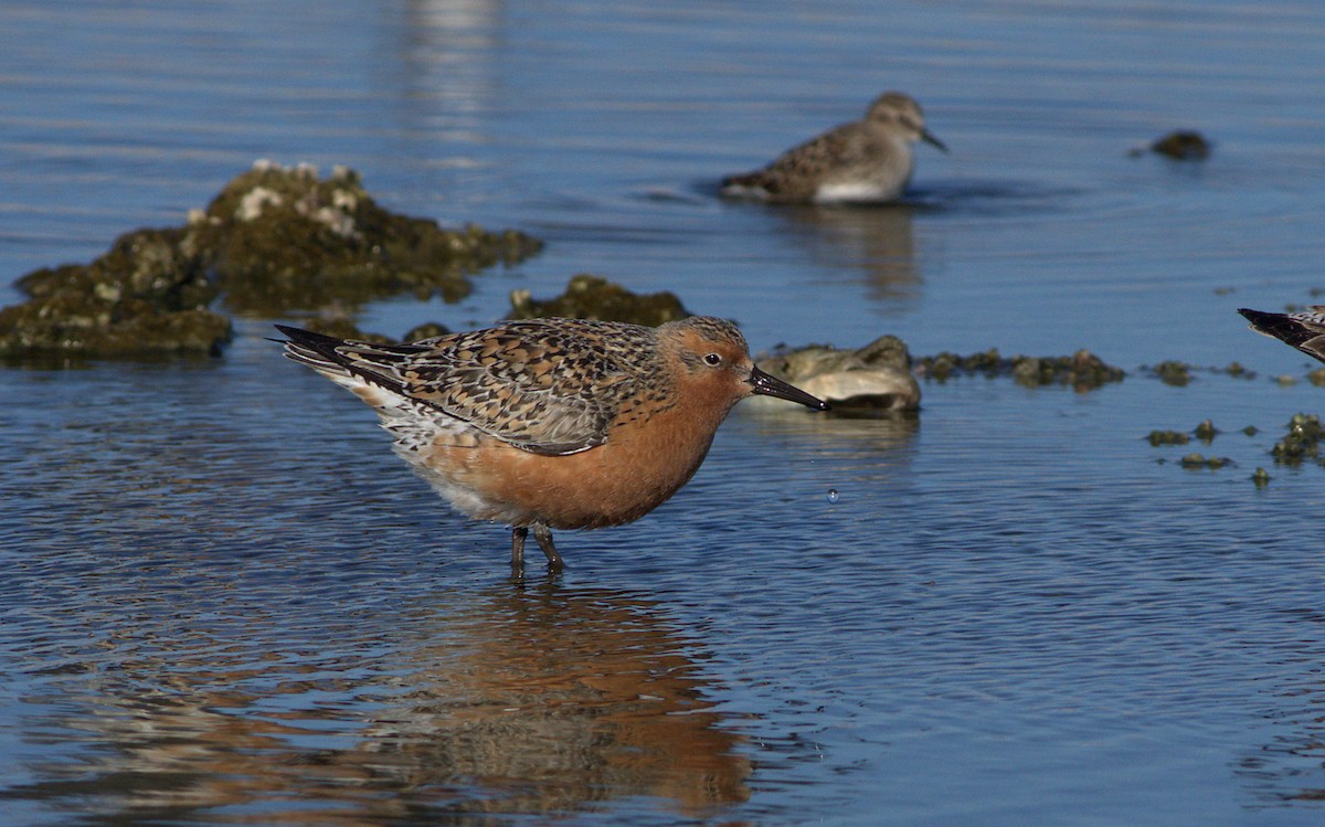 Red Knot - ML29094041