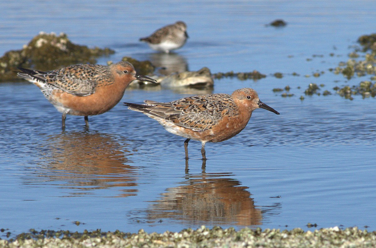 Red Knot - ML29094051