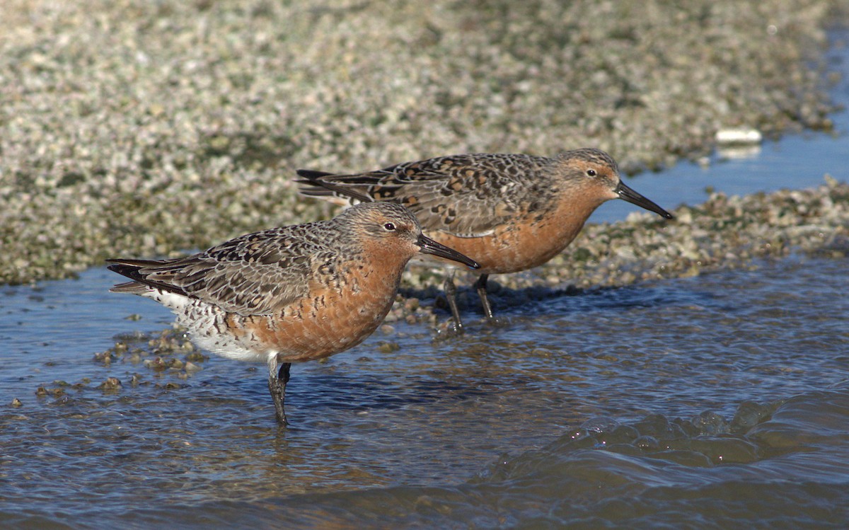 Red Knot - ML29094061