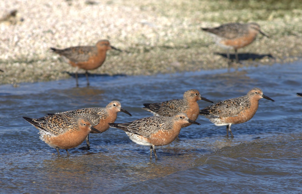 Red Knot - ML29094081