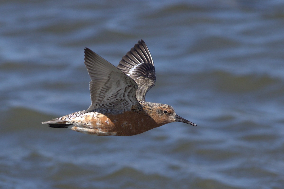 Red Knot - ML29094091