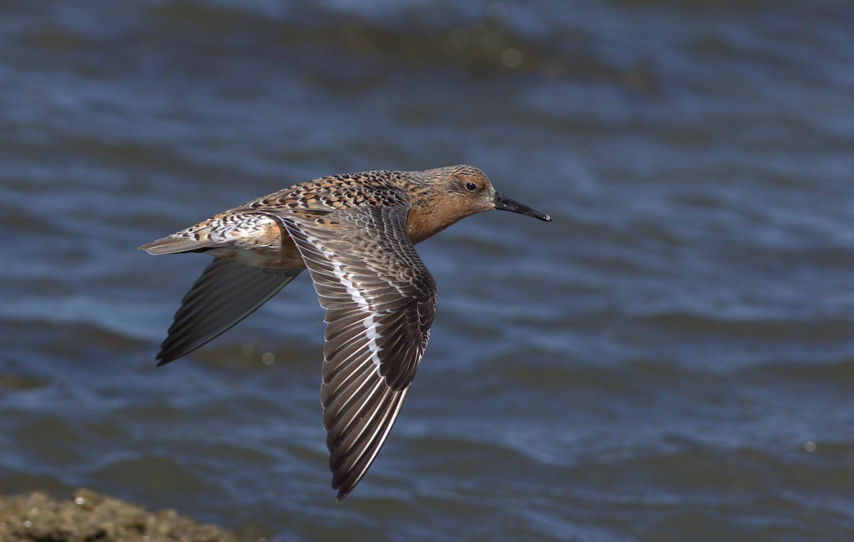 Red Knot - ML29094101