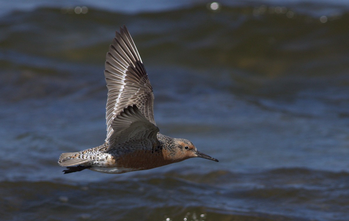 Red Knot - ML29094111