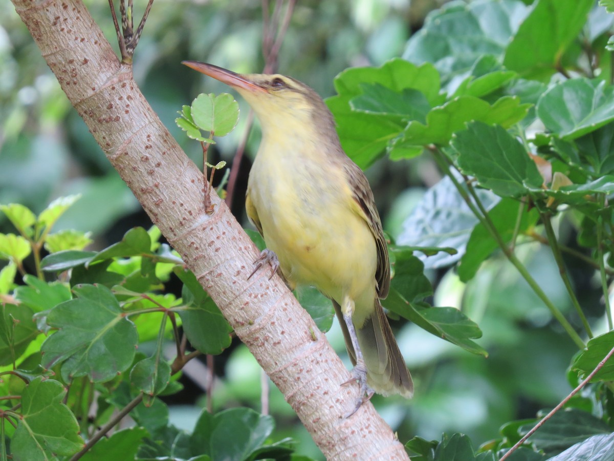 Northern Marquesan Reed Warbler - Dave Linehan