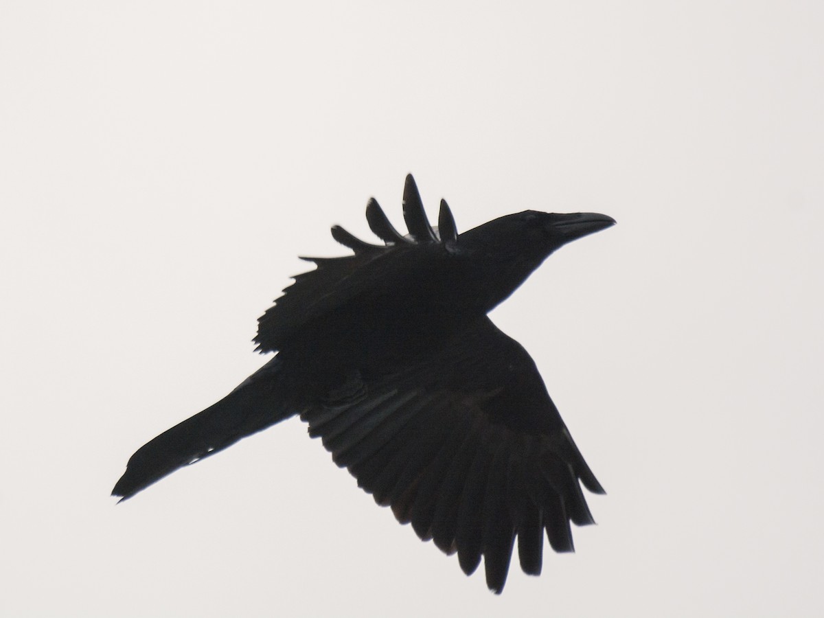 Common Raven - Sebastian Jones
