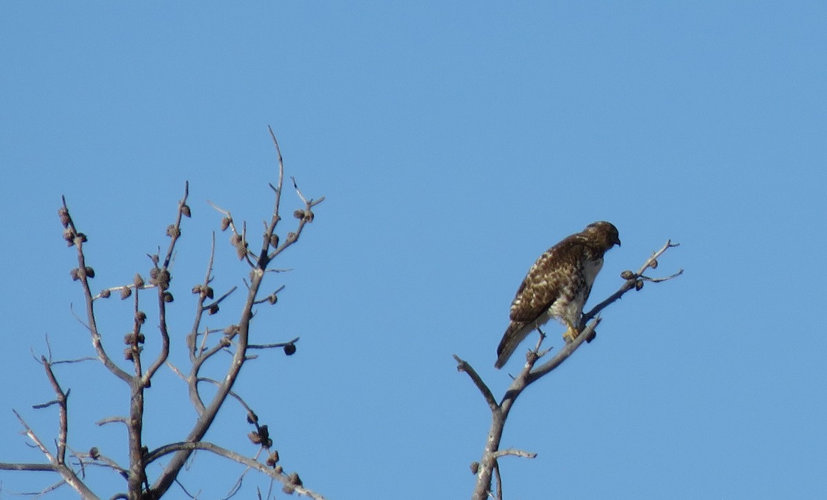 Red-tailed Hawk - ML290951261