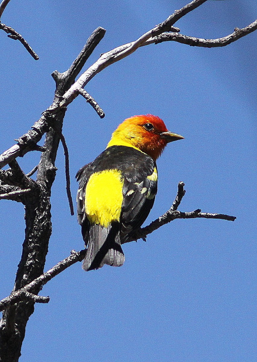 Western Tanager - ML29095161