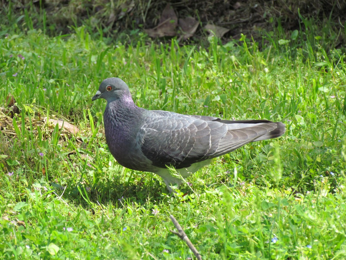 Rock Pigeon (Feral Pigeon) - ML29095641