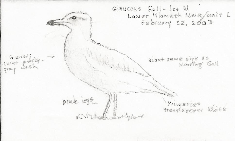 Glaucous Gull - ML290957441