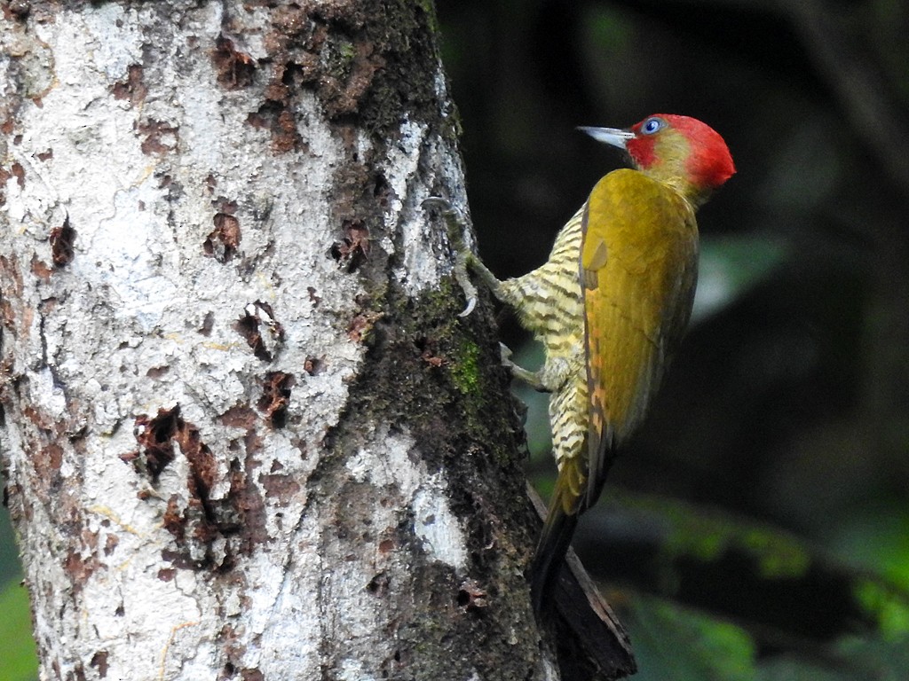Rufous-winged Woodpecker - ML290962411