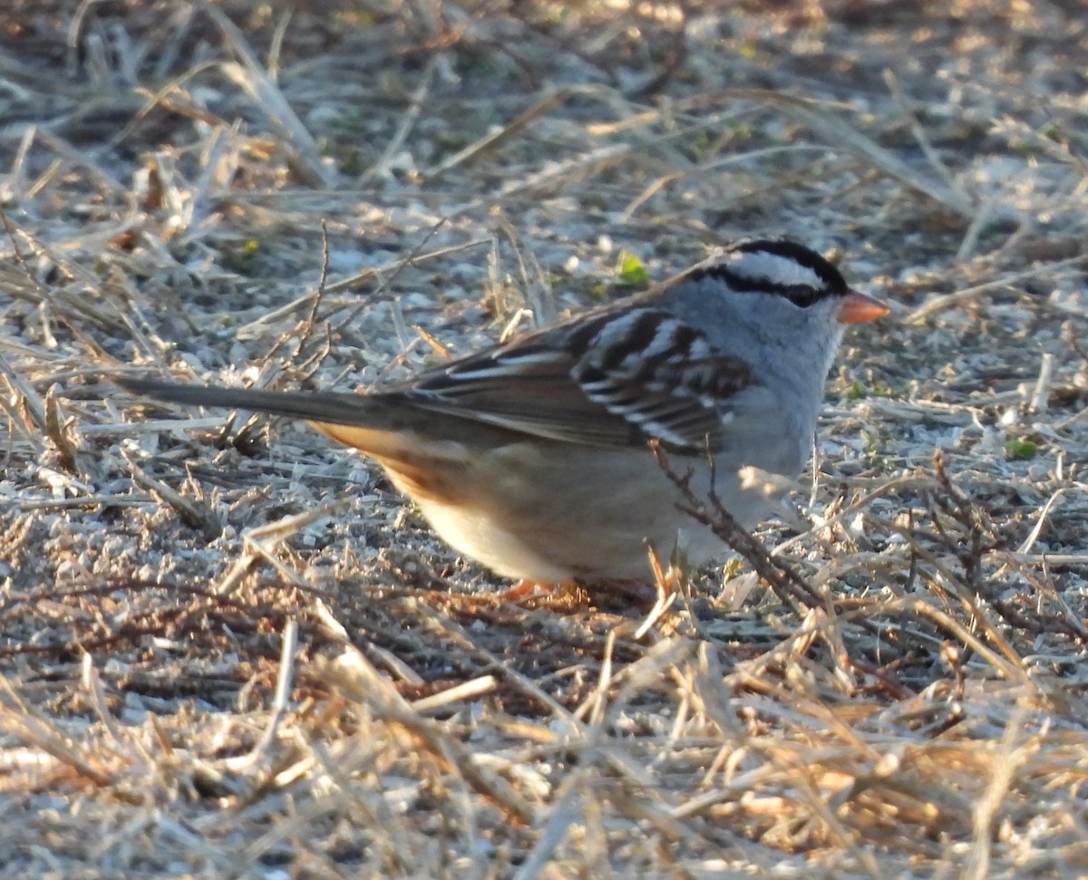 White-crowned Sparrow - Jenny Young