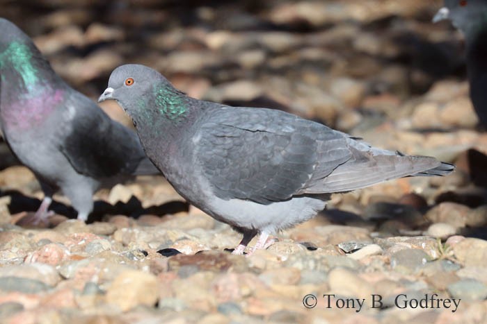 Rock Pigeon (Feral Pigeon) - Tony Godfrey