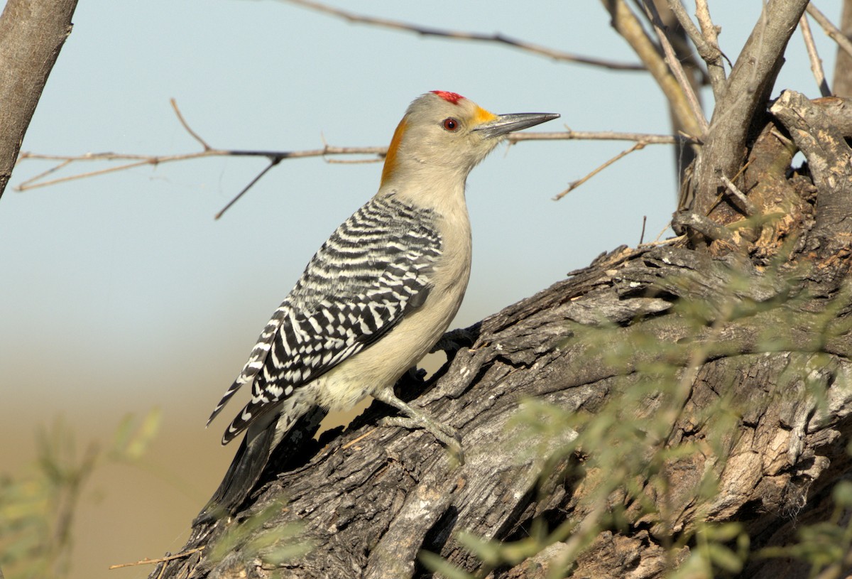 Golden-fronted Woodpecker - Jason Leifester