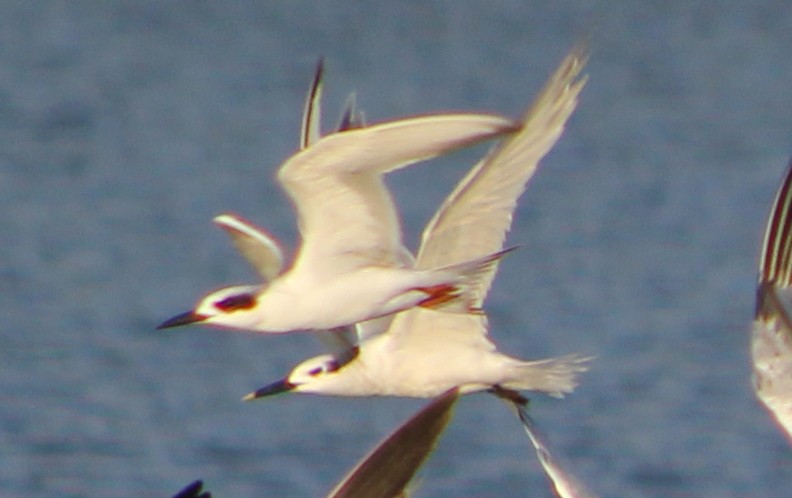 ML290983491 - Forster's Tern - Macaulay Library