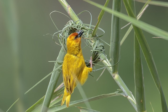 Adult male constructing a nest. - Ruvu Weaver - 