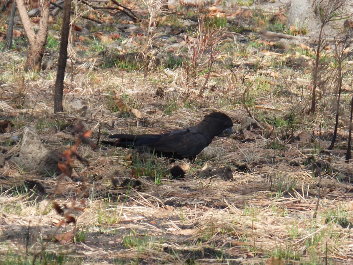Red-tailed Black-Cockatoo - ML291000301
