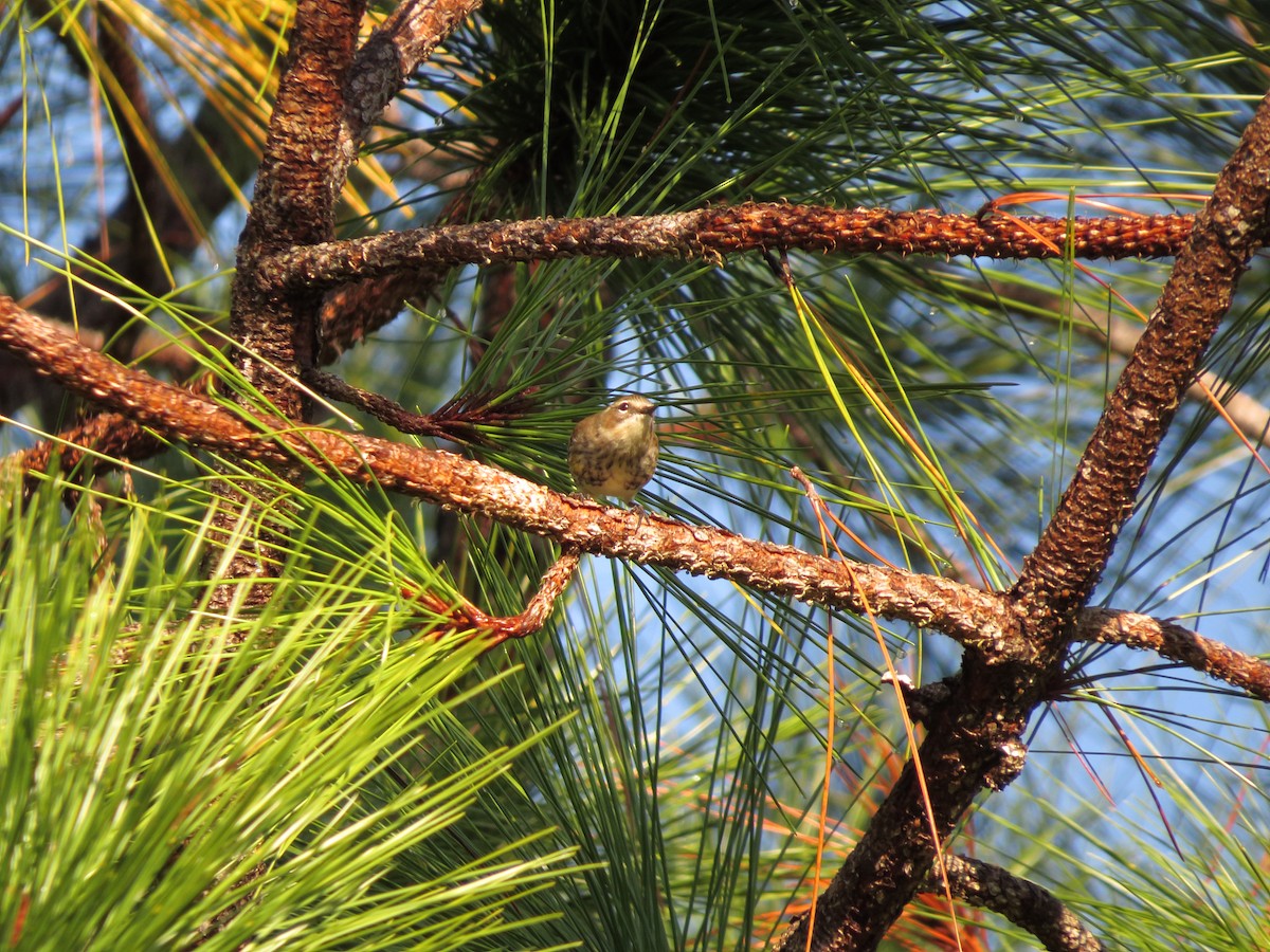 Yellow-rumped Warbler (Myrtle) - ML291006181