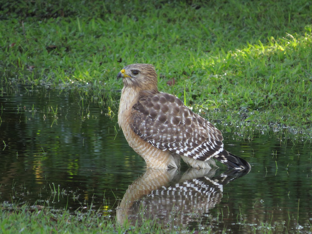 Red-shouldered Hawk (lineatus Group) - ML291007151