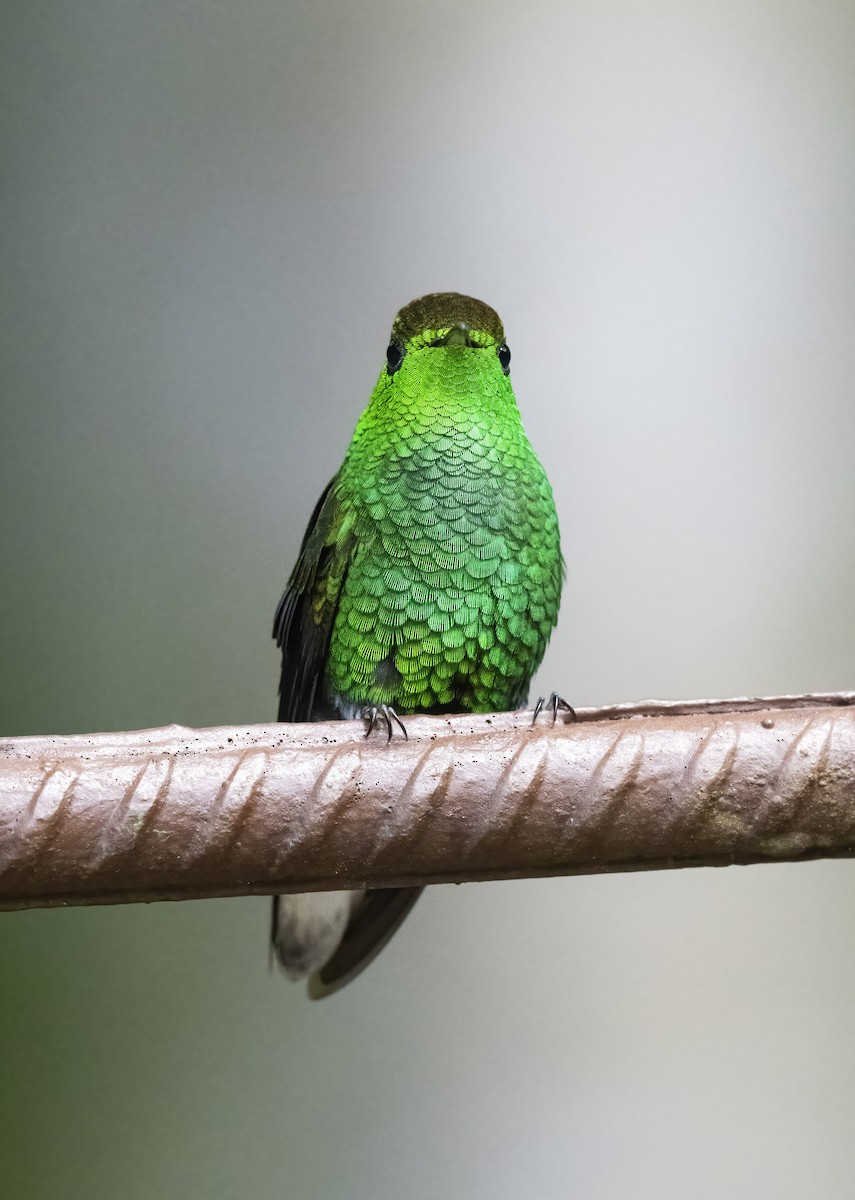 Coppery-headed Emerald - Marky Mutchler