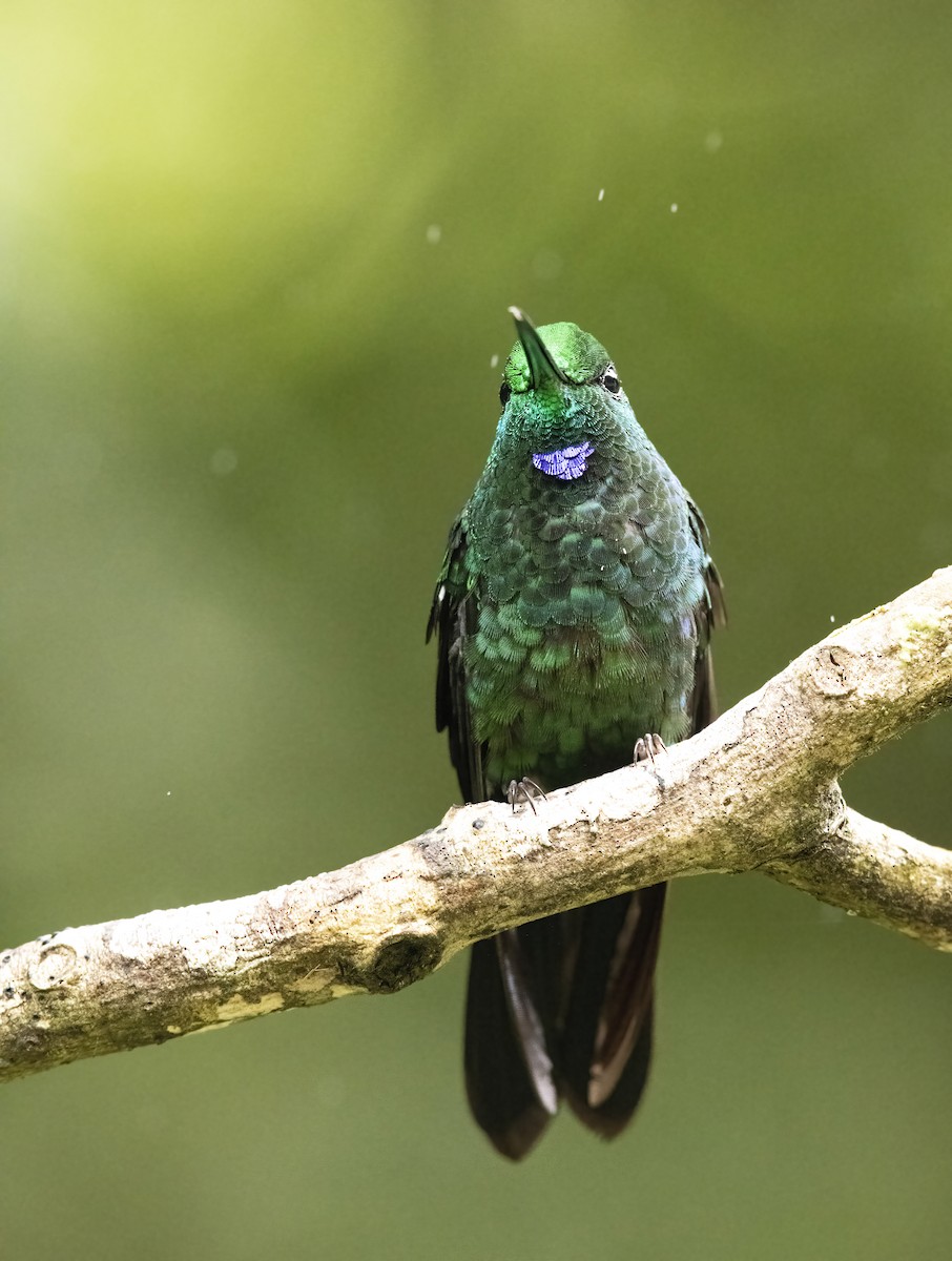 Green-crowned Brilliant - ML291007511