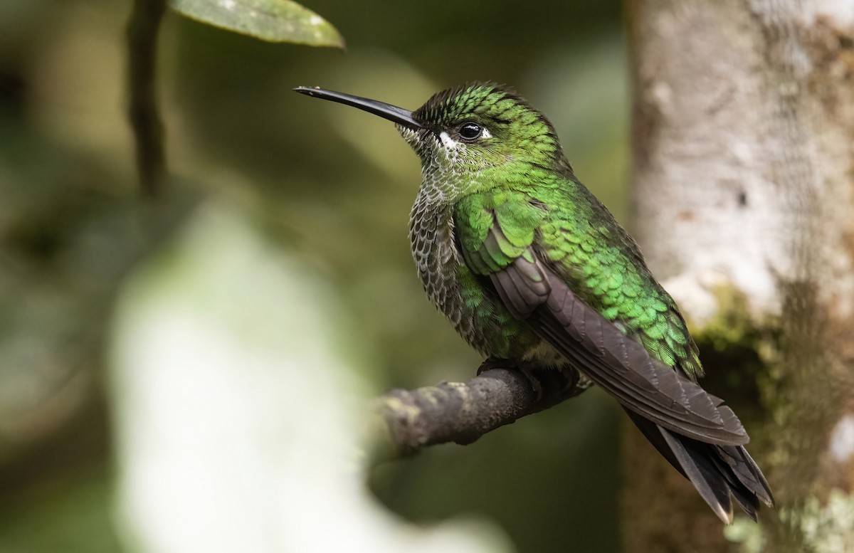 Green-crowned Brilliant - ML291007561