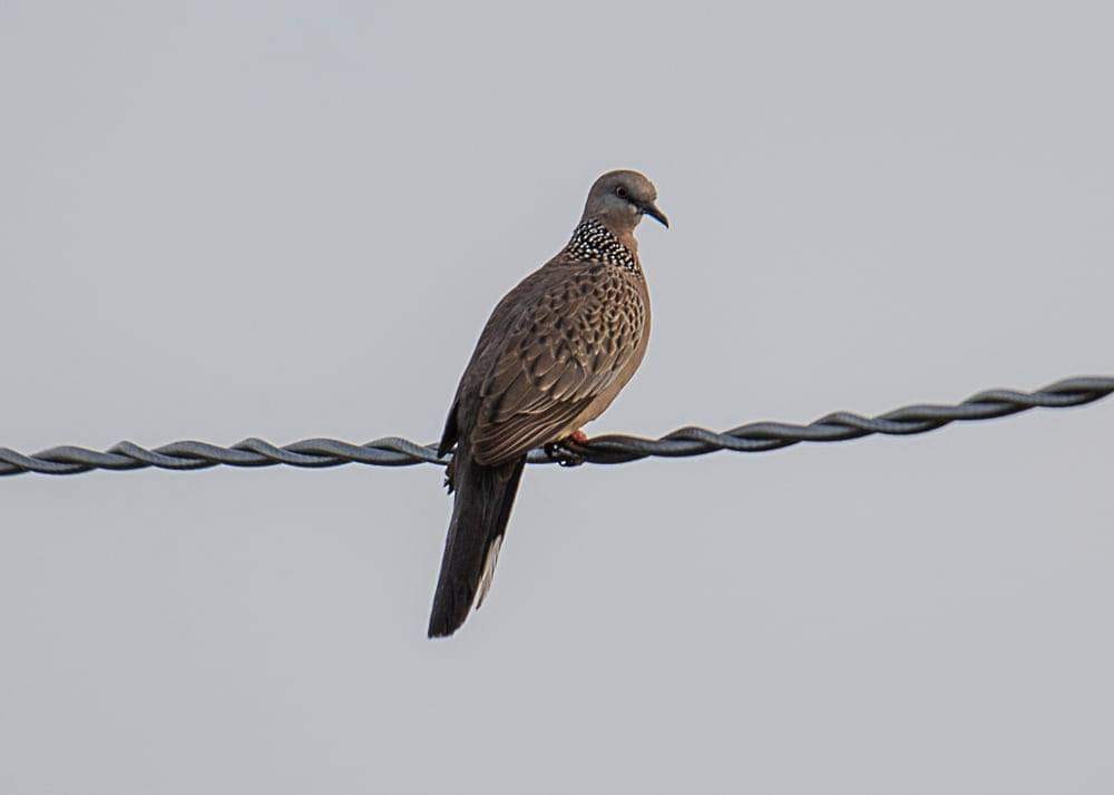 Spotted Dove - ML291007671