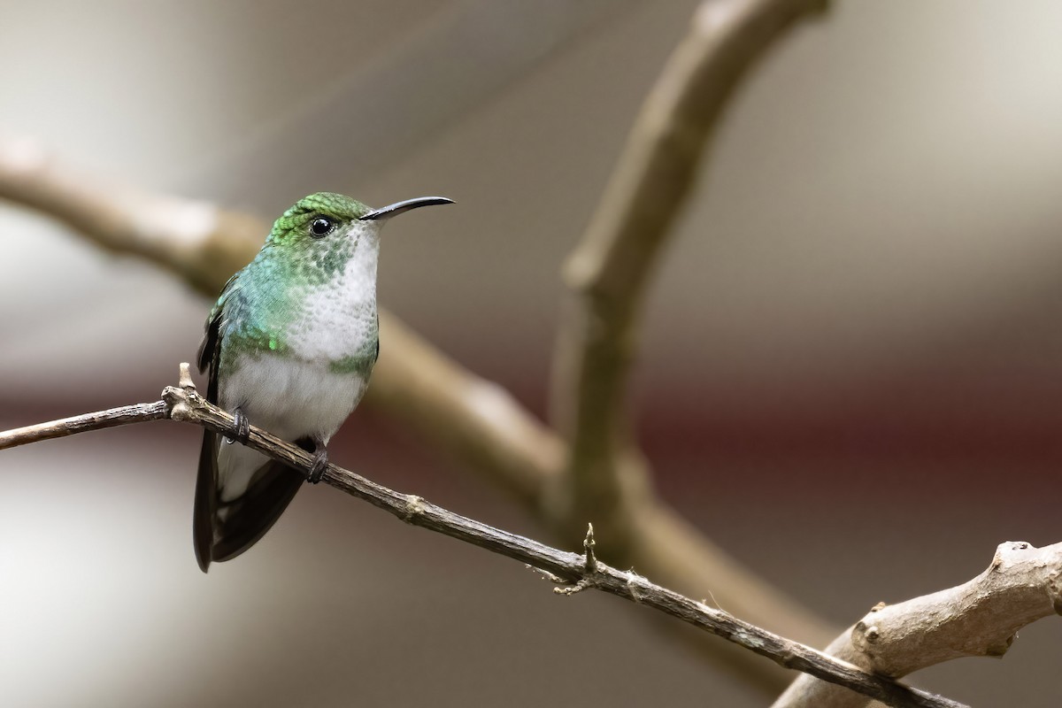 kolibřík měděnohlavý - ML291007701