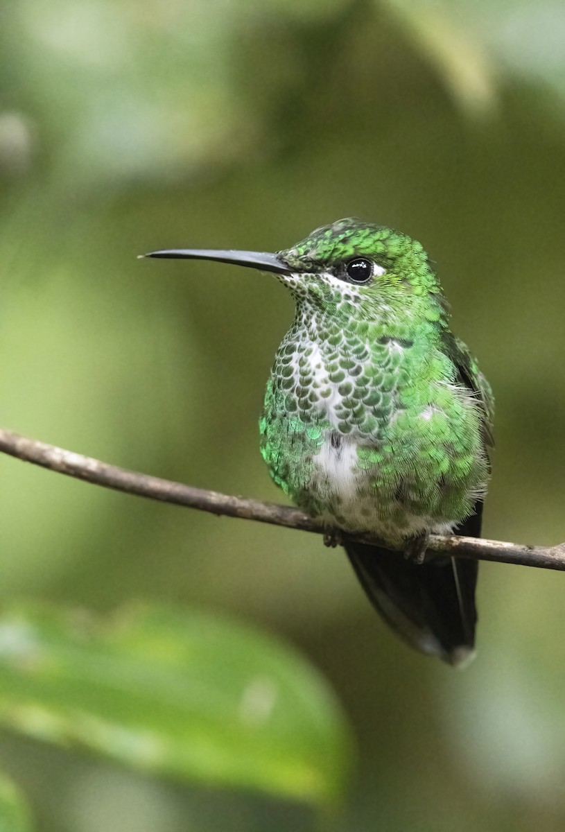 Green-crowned Brilliant - ML291007791