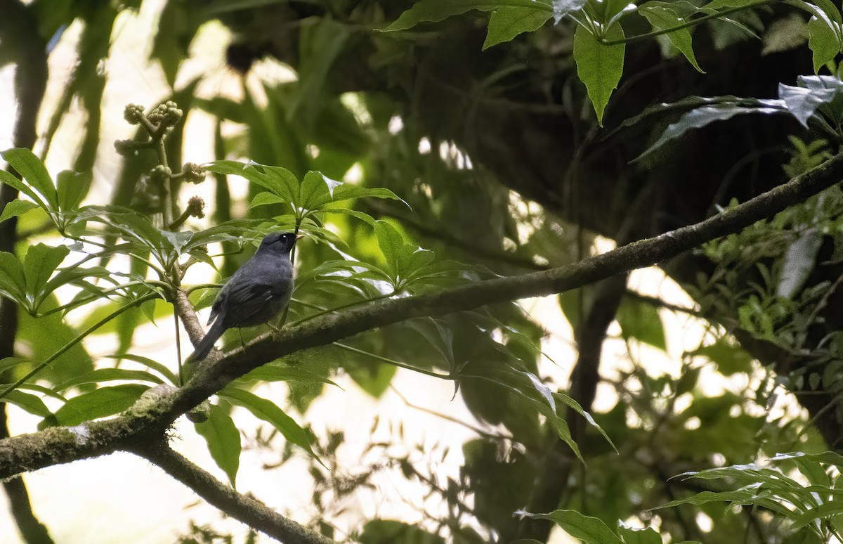 Black-faced Solitaire - ML291007961