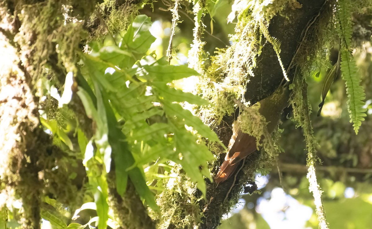 Spotted Woodcreeper - Marky Mutchler