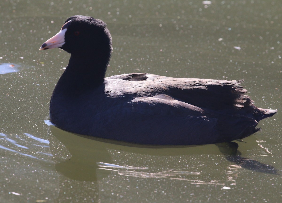 American Coot - Lindsey Mitchell