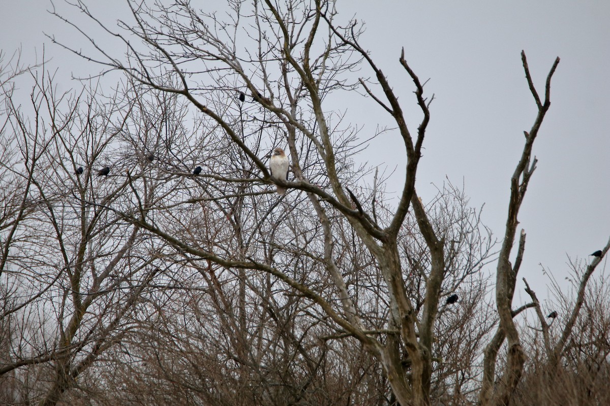 Red-tailed Hawk - ML291009251