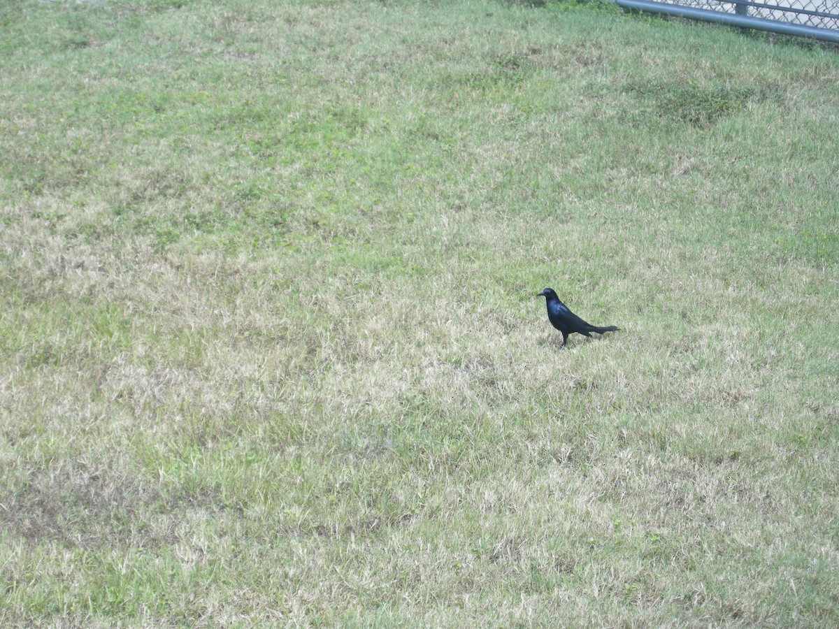 Boat-tailed Grackle - ML291009351