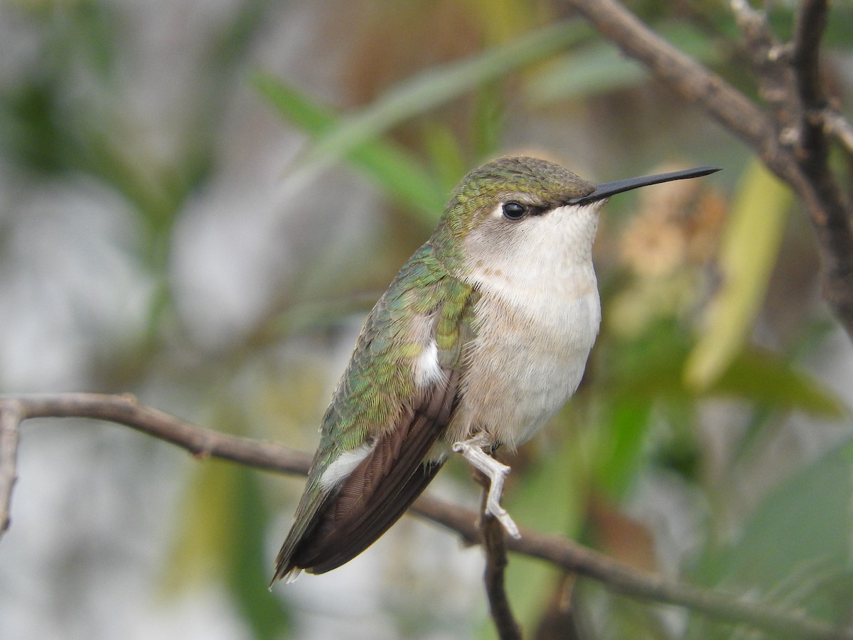 Ruby-throated Hummingbird - Azucena Olvera