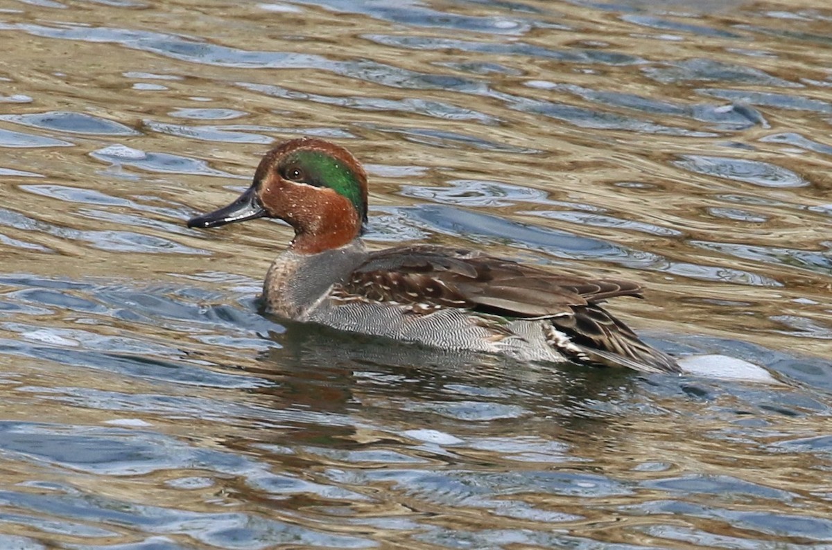 Green-winged Teal - Lindsey Mitchell