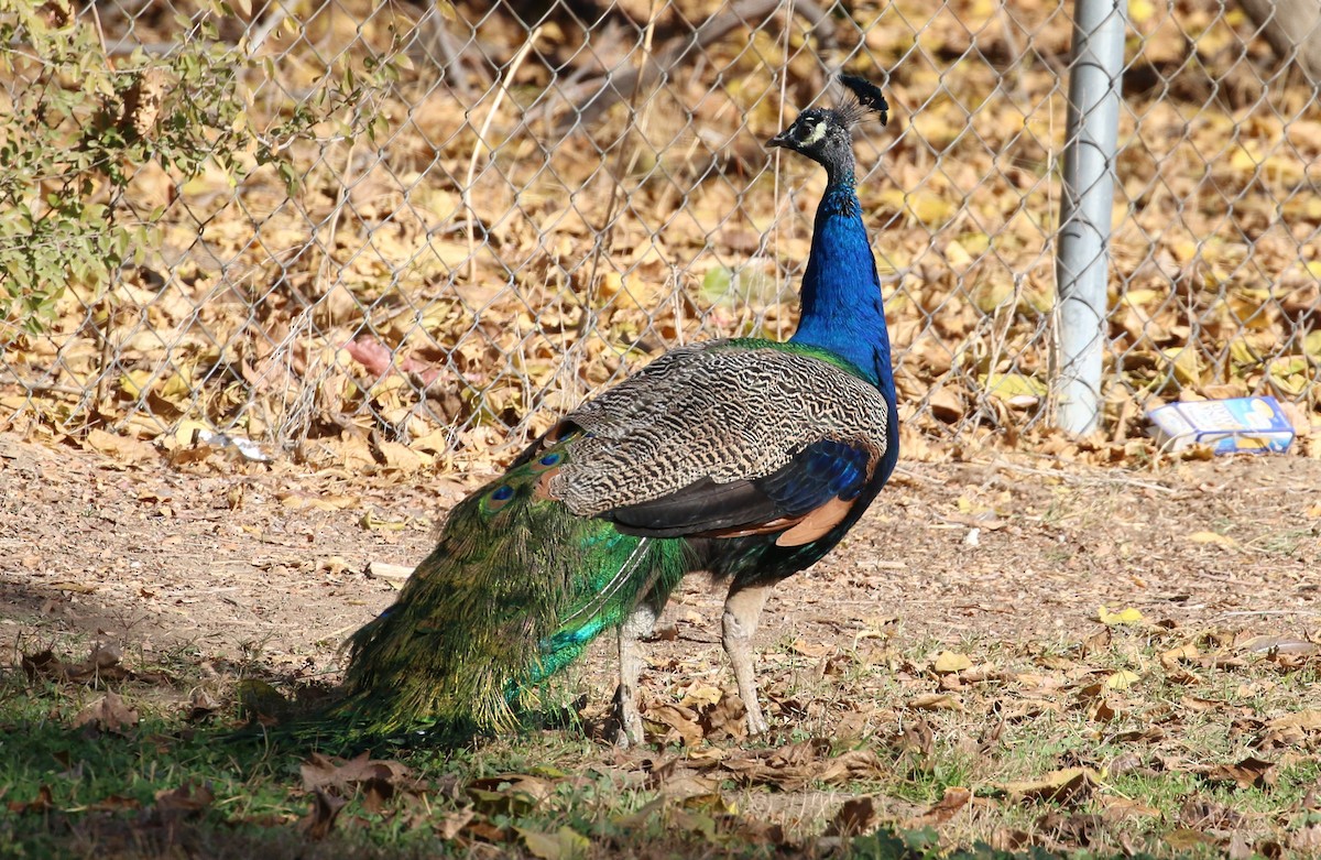 Indian Peafowl (Domestic type) - Lindsey Mitchell