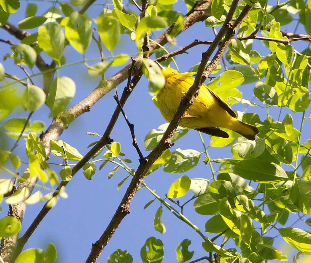 Yellow Warbler - Brian Lowry