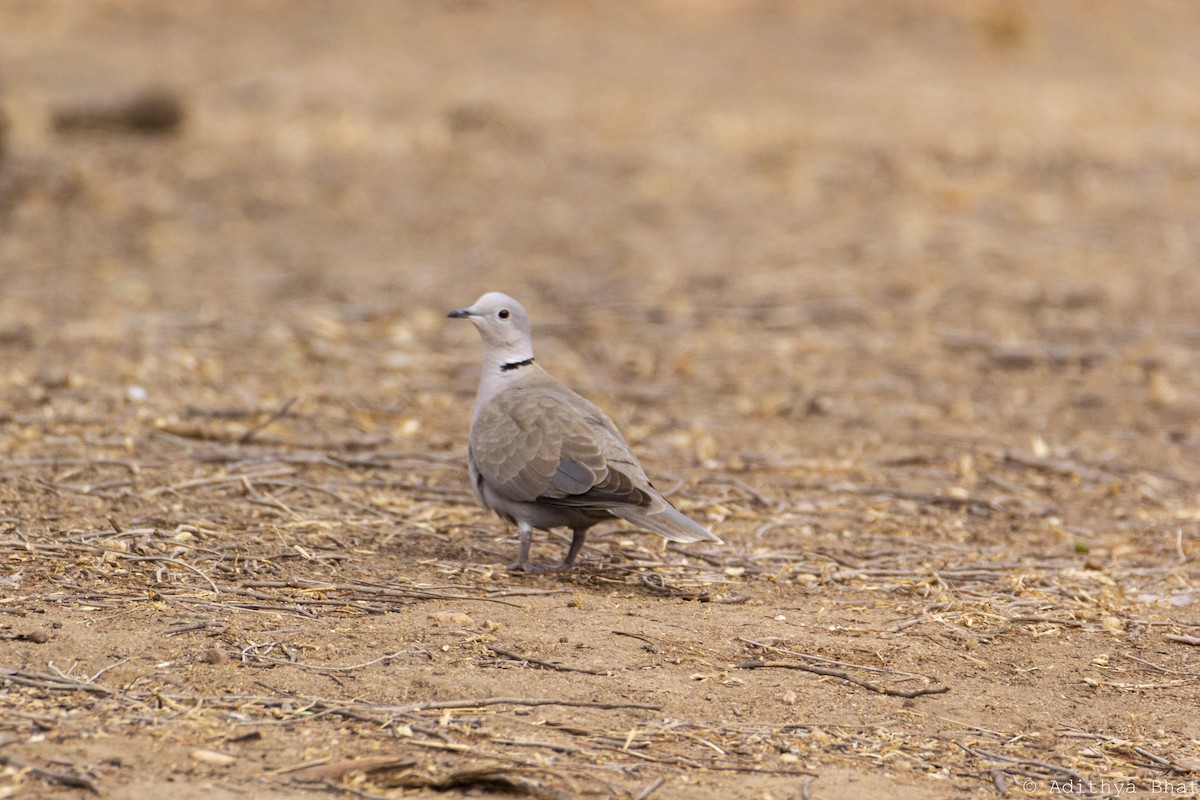 Eurasian Collared-Dove - Adithya Bhat