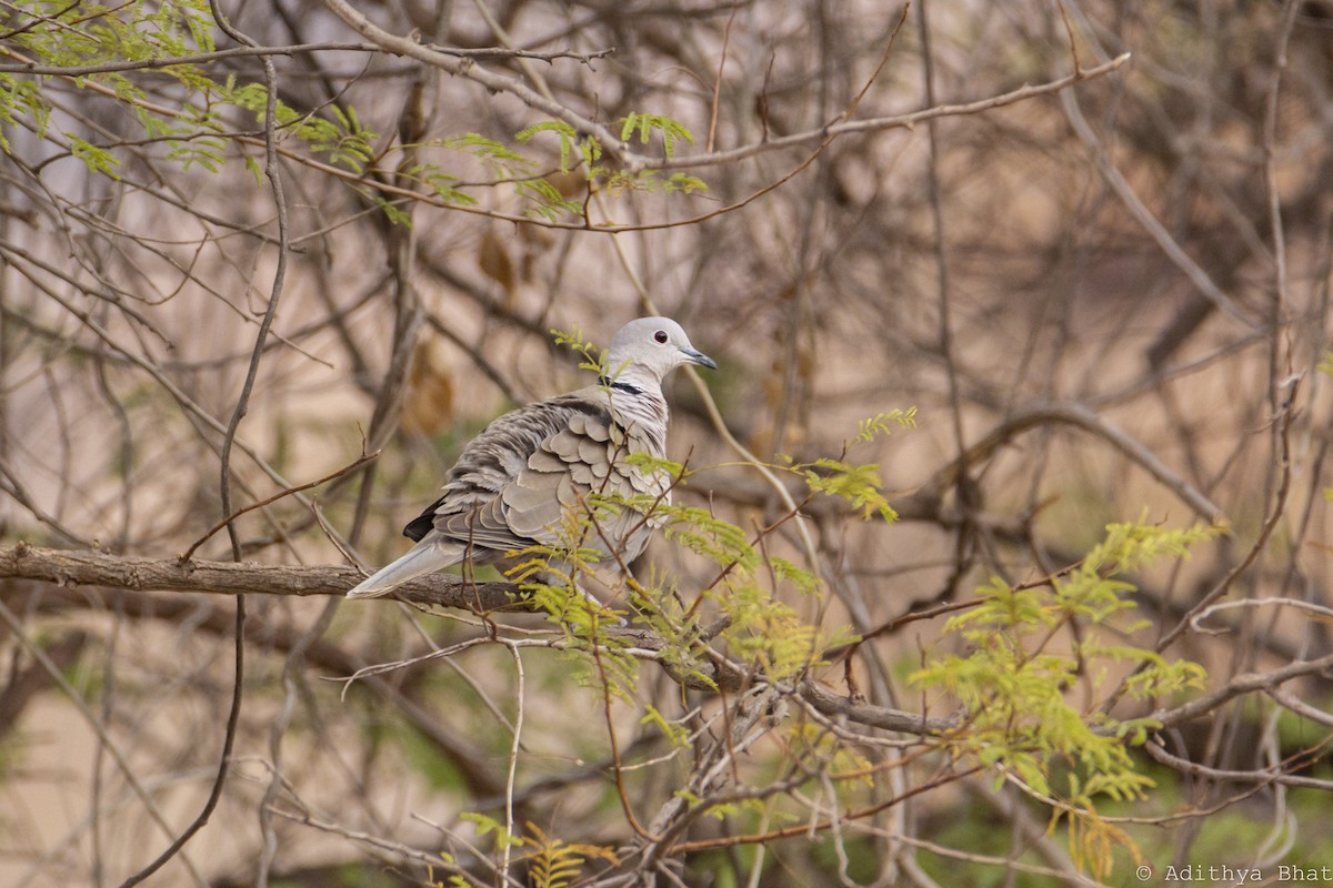Eurasian Collared-Dove - ML291017841