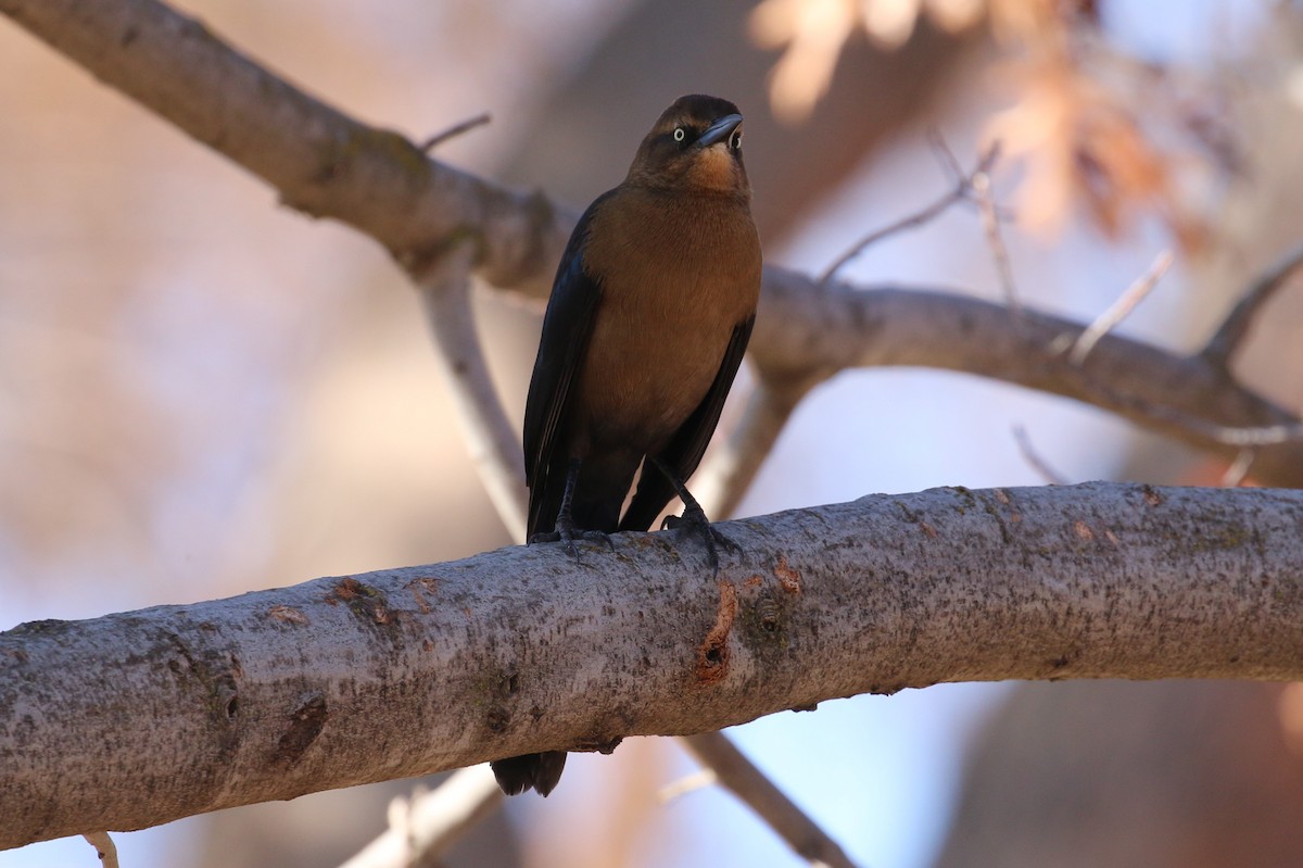 Great-tailed Grackle - Lindsey Mitchell